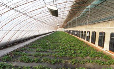 宋家蔬菜大棚發(fā)熱電纜土壤加熱運用